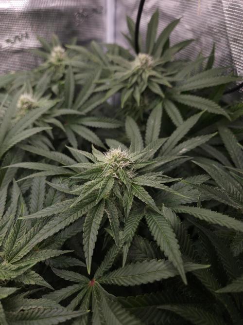 Dulce De Gas. Week 8