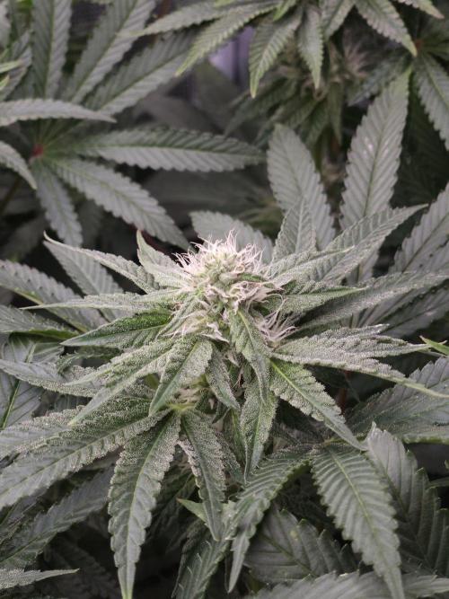 Dulce De Gas. Week 8