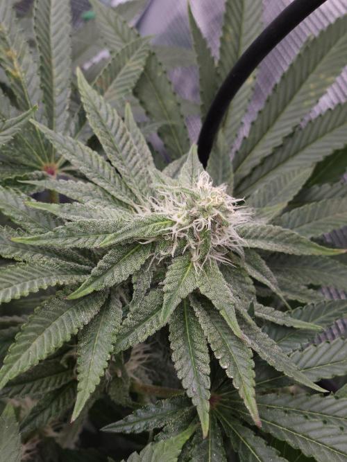 Dulce De Gas. Week 8