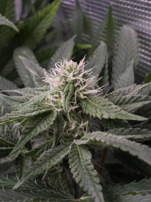 Dulce De Gas. Week 8