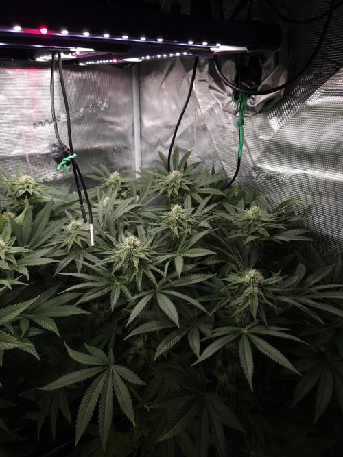 Dulce De Gas. Week 8