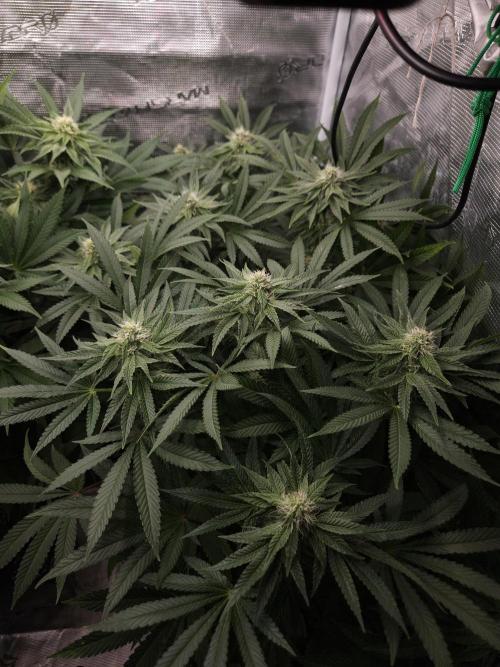 Dulce De Gas. Week 8