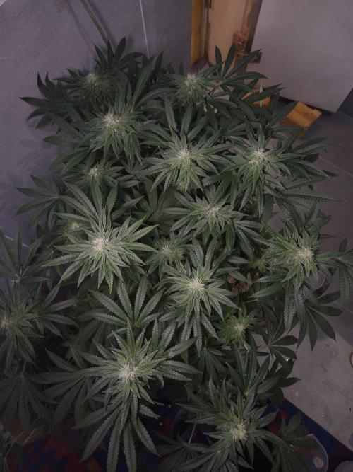 Dulce De Gas. Week 8
