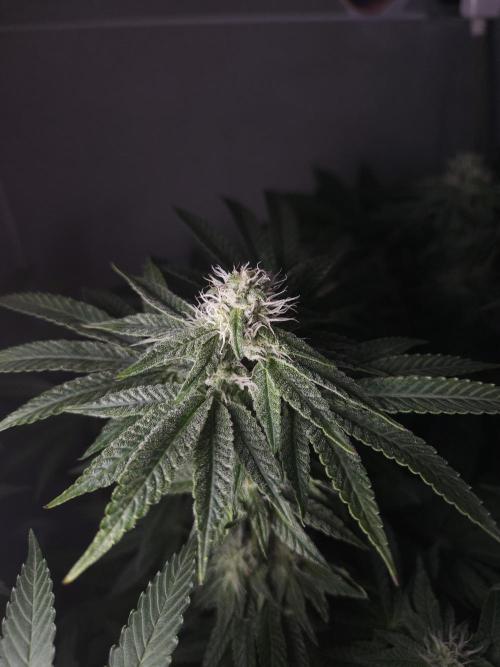 Dulce De Gas. Week 8