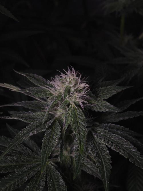 Dulce De Gas. Week 8