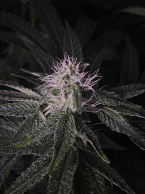 Dulce De Gas. Week 8