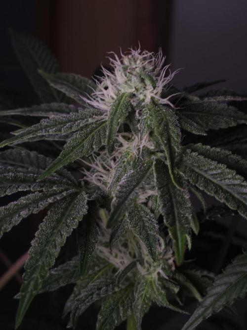 Dulce De Gas. Week 8