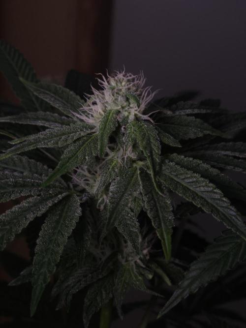 Dulce De Gas. Week 8