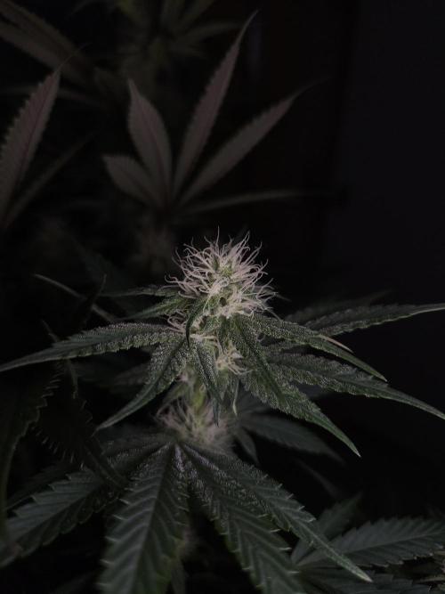 Solfire Gardens - Barf Breath. Week 8