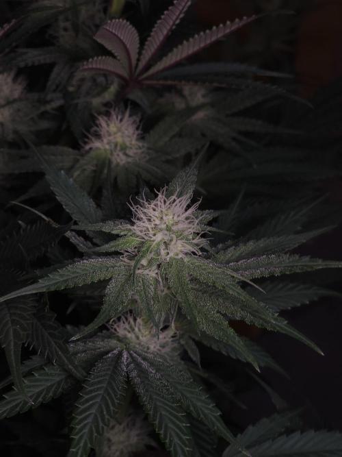 Solfire Gardens - Barf Breath. Week 8