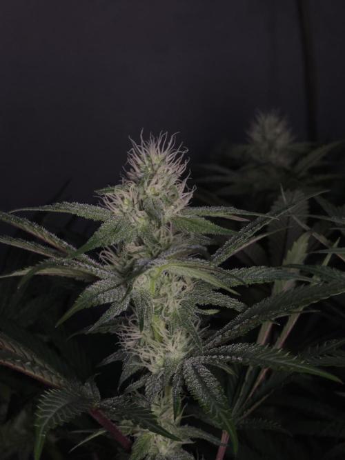 Solfire Gardens - Barf Breath. Week 8