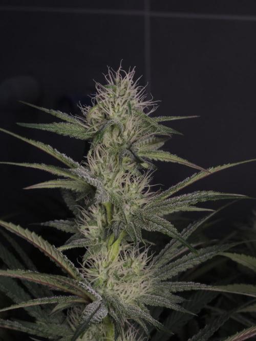 Solfire Gardens - Barf Breath. Week 8