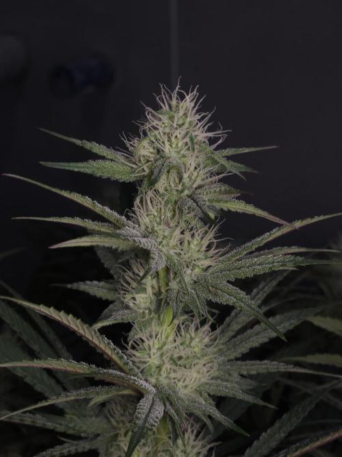 Solfire Gardens - Barf Breath. Week 8