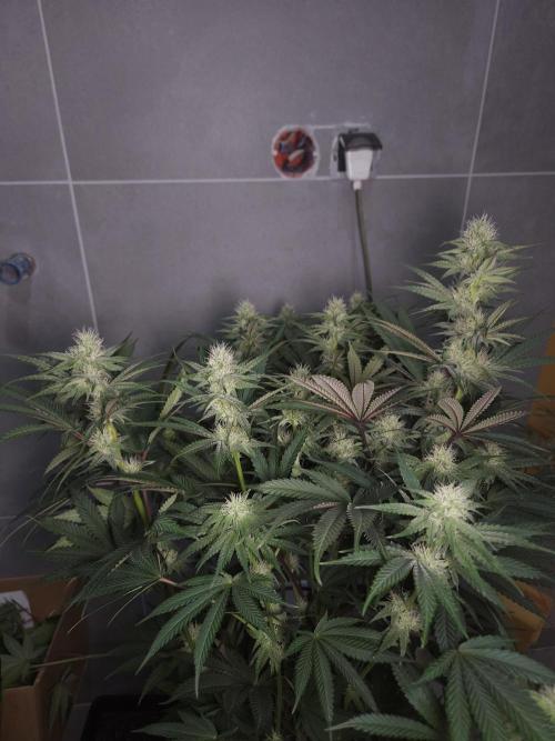 Solfire Gardens - Barf Breath. Week 8