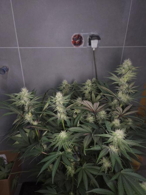 Solfire Gardens - Barf Breath. Week 8