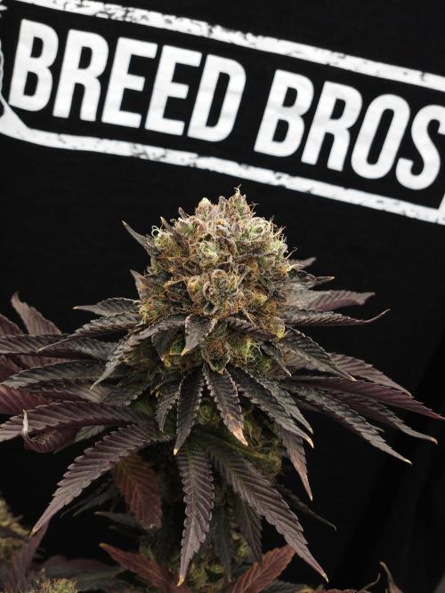 DOKI DOKI - Perfect Tree Seeds. Week 13