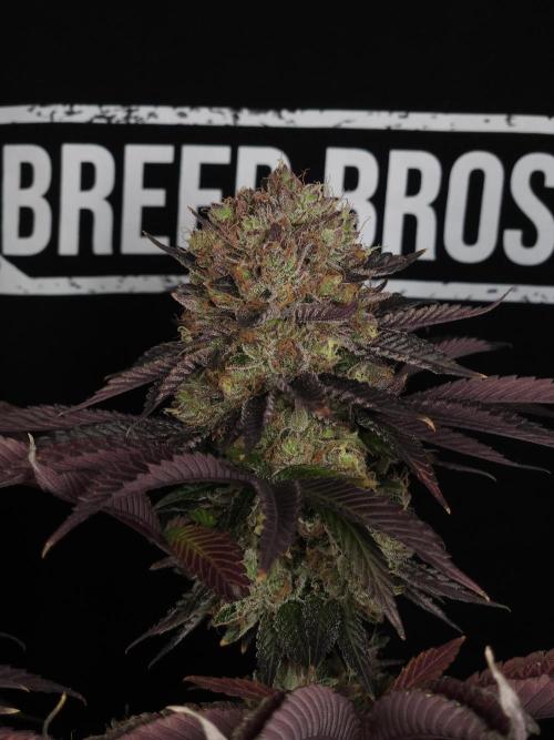 DOKI DOKI - Perfect Tree Seeds. Week 13