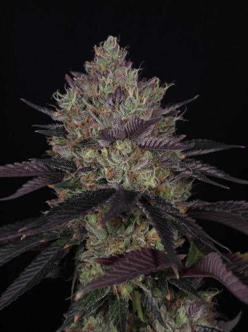 DOKI DOKI - Perfect Tree Seeds. Week 13