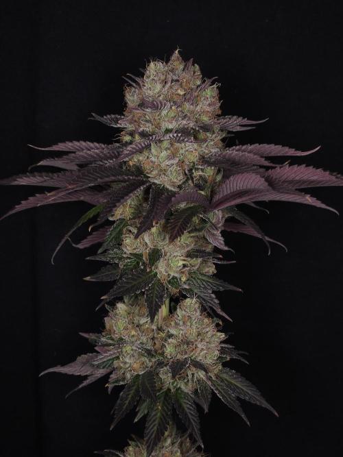 DOKI DOKI - Perfect Tree Seeds. Week 13