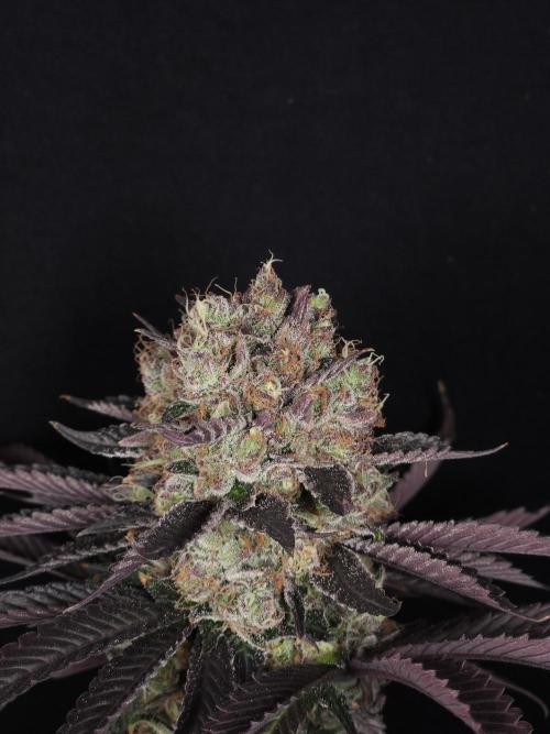 DOKI DOKI - Perfect Tree Seeds. Week 13