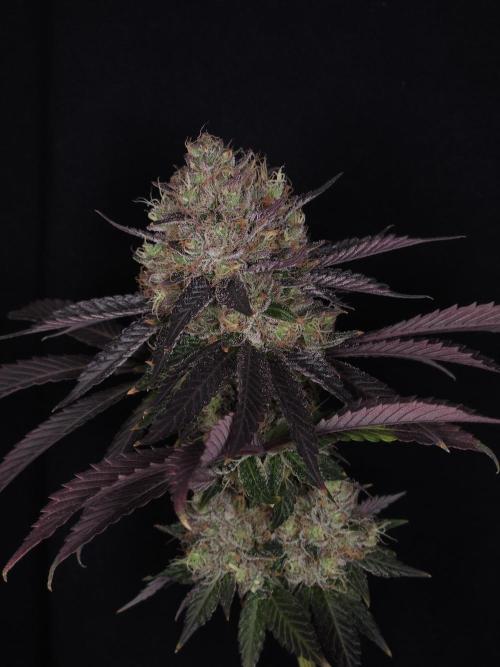 DOKI DOKI - Perfect Tree Seeds. Week 13