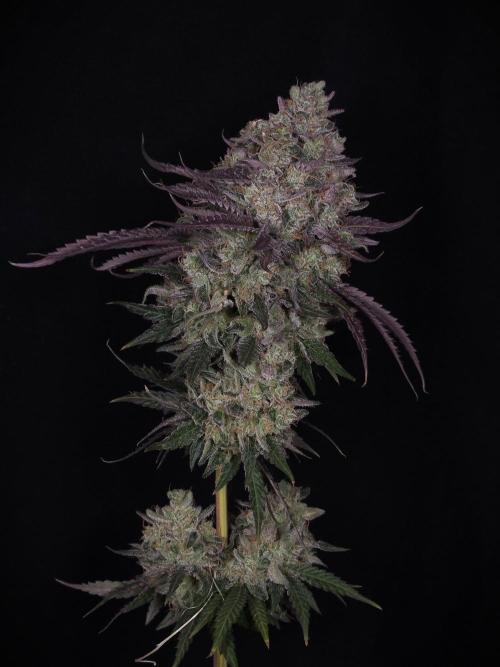 ABF Genetics. Week 13