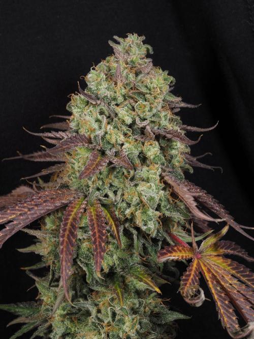 ABF Genetics. Week 13