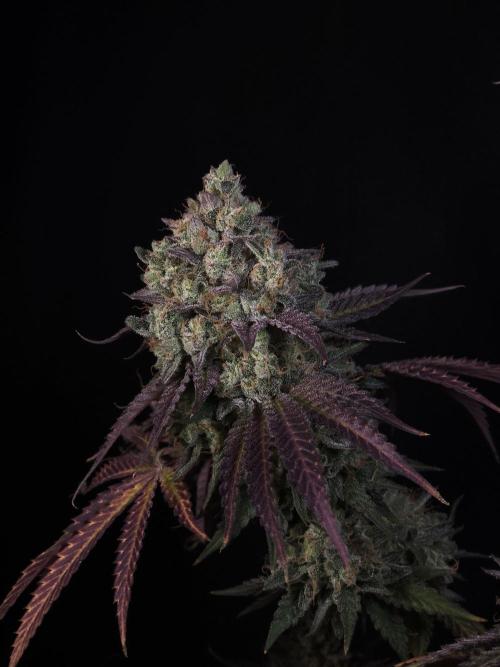 ABF Genetics. Week 13