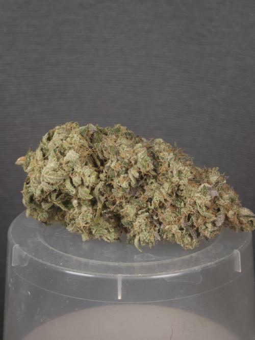 ABF Genetics. Week 13