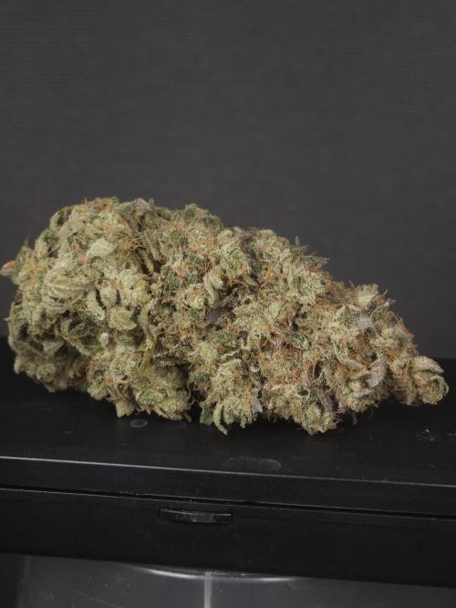 ABF Genetics. Week 13