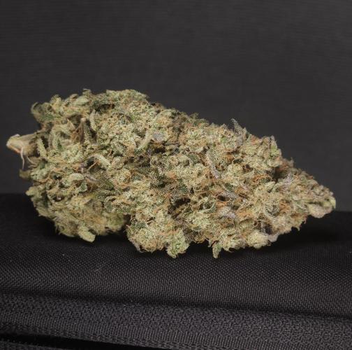 ABF Genetics. Week 13