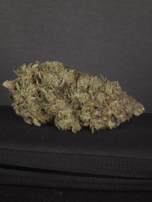 ABF Genetics. Week 13