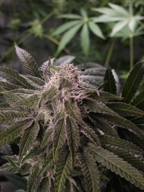 Dulce De Gas. Week 9