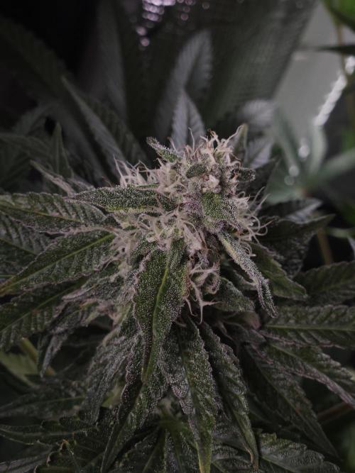 Dulce De Gas. Week 9