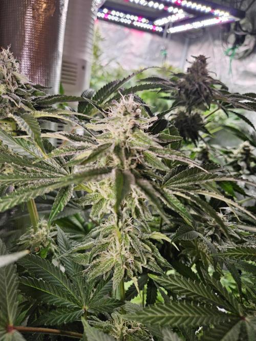 Dulce De Gas. Week 9