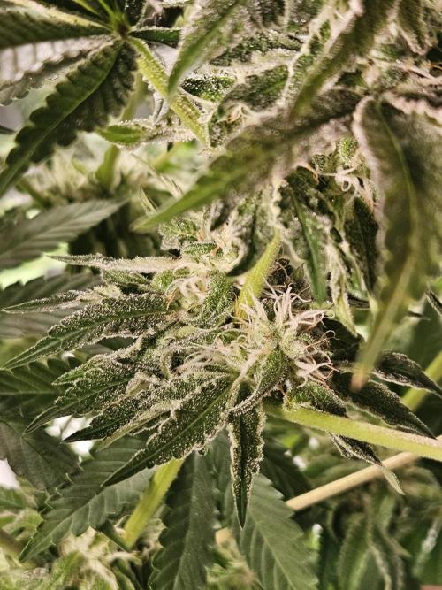 Dulce De Gas. Week 9