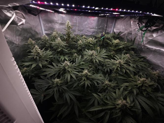 Dulce De Gas. Week 9