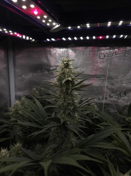 Solfire Gardens - Barf Breath. Week 9