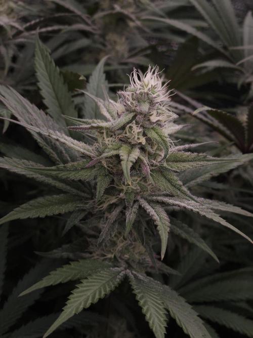 Solfire Gardens - Barf Breath. Week 9