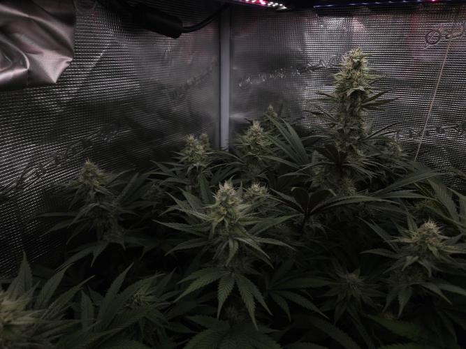 Solfire Gardens - Barf Breath. Week 9