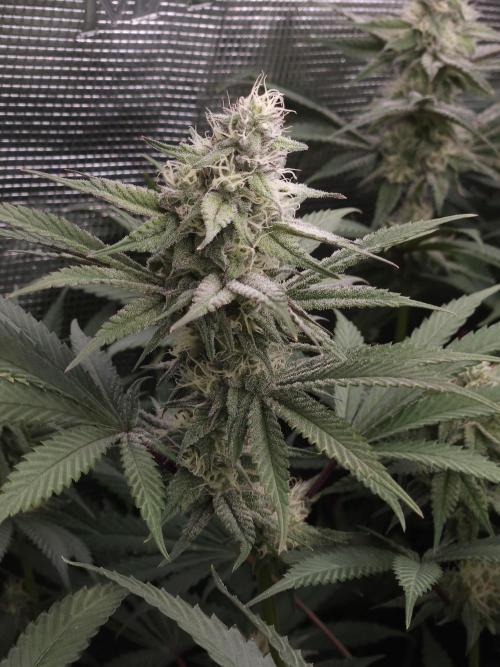 Solfire Gardens - Barf Breath. Week 9