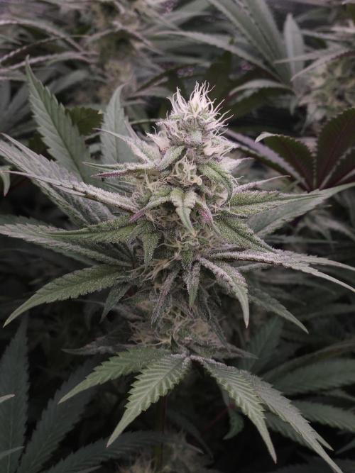 Solfire Gardens - Barf Breath. Week 9