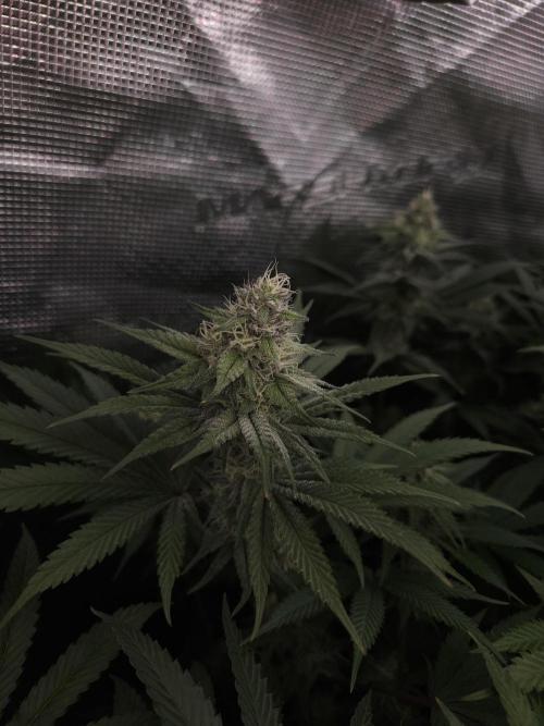 Solfire Gardens - Barf Breath. Week 9