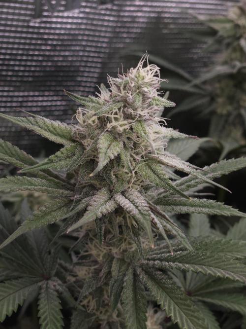 Solfire Gardens - Barf Breath. Week 9