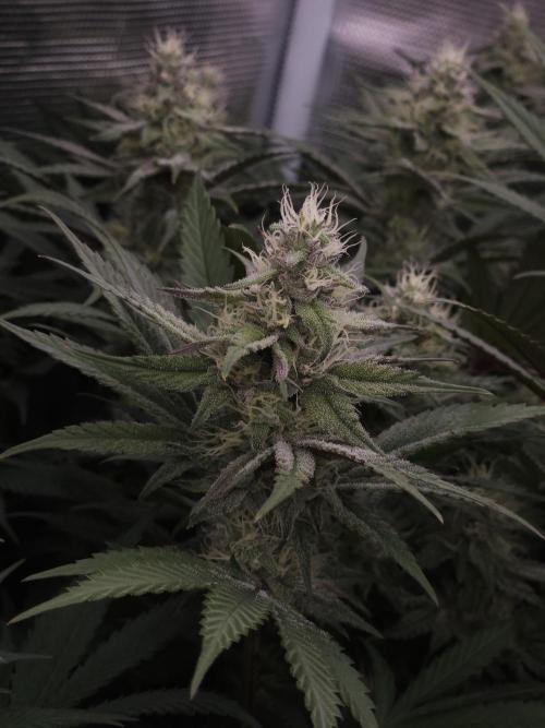 Solfire Gardens - Barf Breath. Week 9