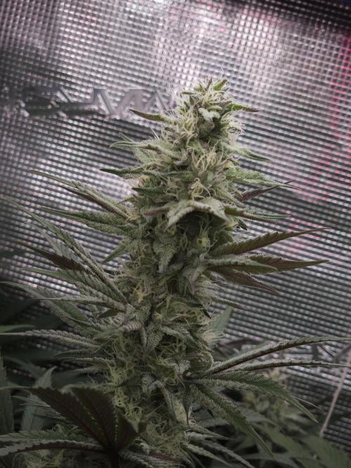 Solfire Gardens - Barf Breath. Week 9