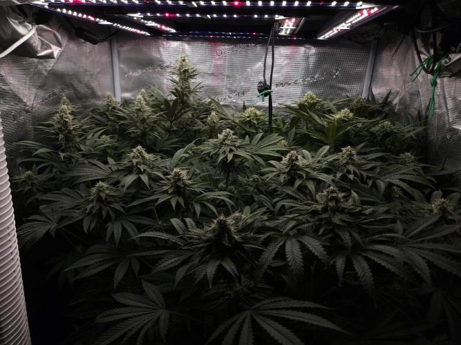 Solfire Gardens - Barf Breath. Week 9