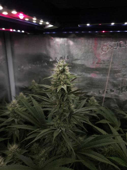 Solfire Gardens - Barf Breath. Week 9