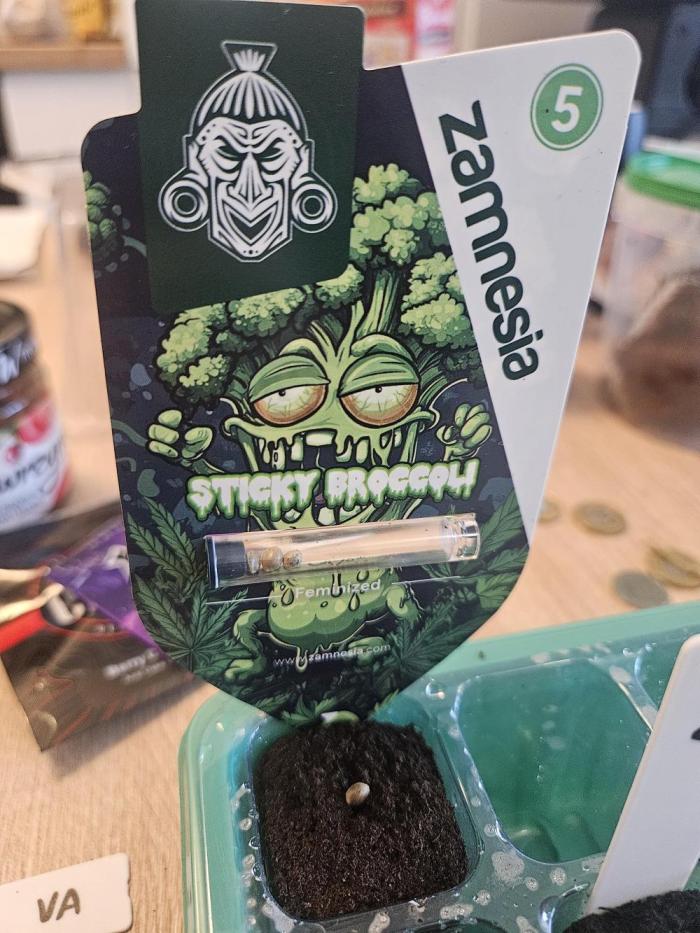 Eternity Grow Cup 2026. Week 0