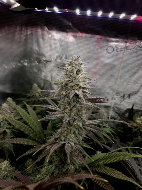 Solfire Gardens - Barf Breath. Week 11